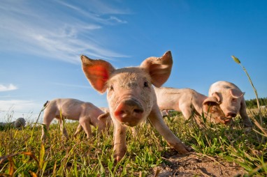 Artgerechte Tierhaltung