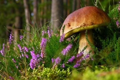 Herrenpilz im eigenen Wald