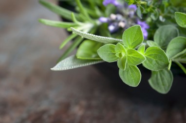 Veredelung durch Kräuter aus Omas garten